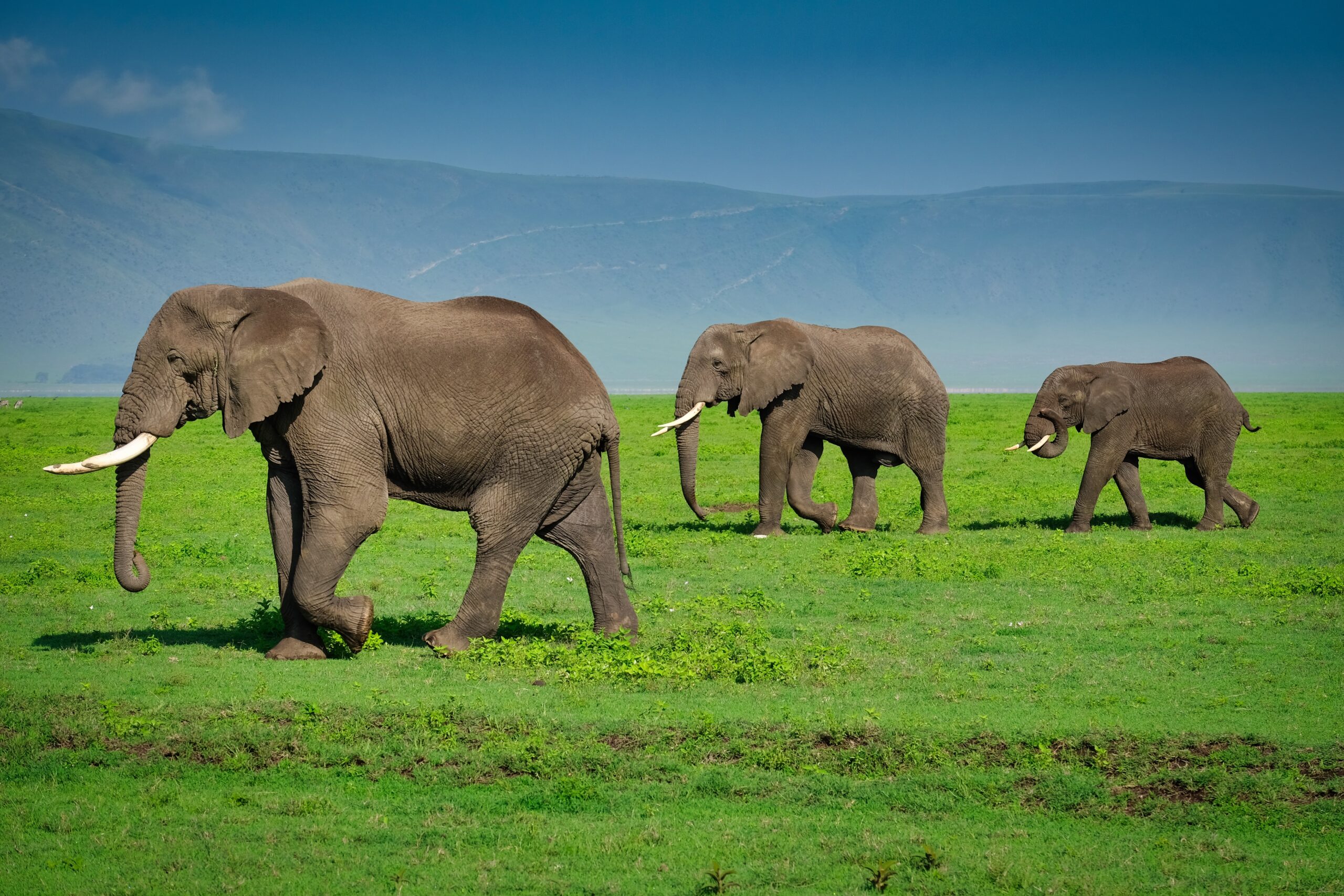 Ngorongoro-Crater-Safari3-scaled