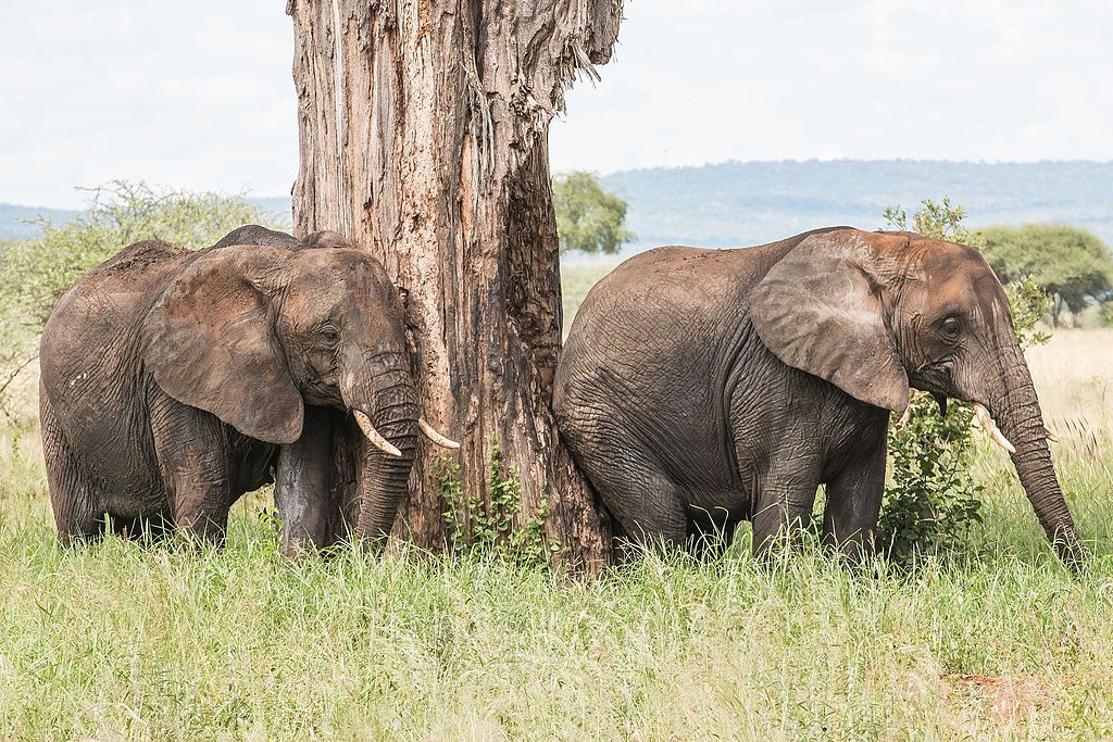 Elephant_-_Tarangire_National_Park_-_Tanzania-2_(34980883301)