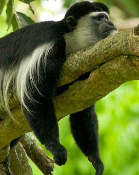 arusha-national-park