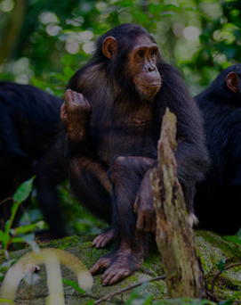 travel gombe-chimpanzee