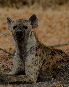 hyena-tanzania-safari