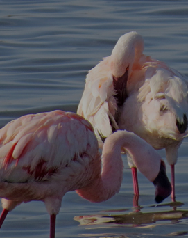 lake-manyara