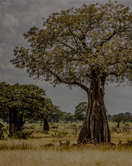 ruaha-national-park