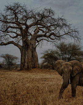 tarangire-elephant-baobab