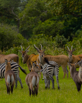 travel-katavi-national-park